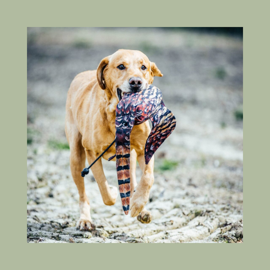 Dog & Field Original Clone - Cock Pheasant