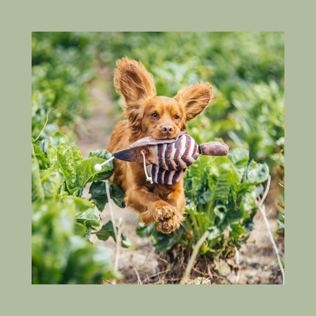 Dog & Field Original Clone - Partridge