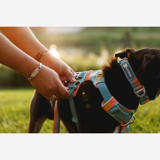 Free Dog Harness Fitting Appointments in Battle, East Sussex