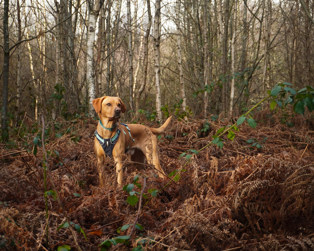 Best Dog Walks in Sussex