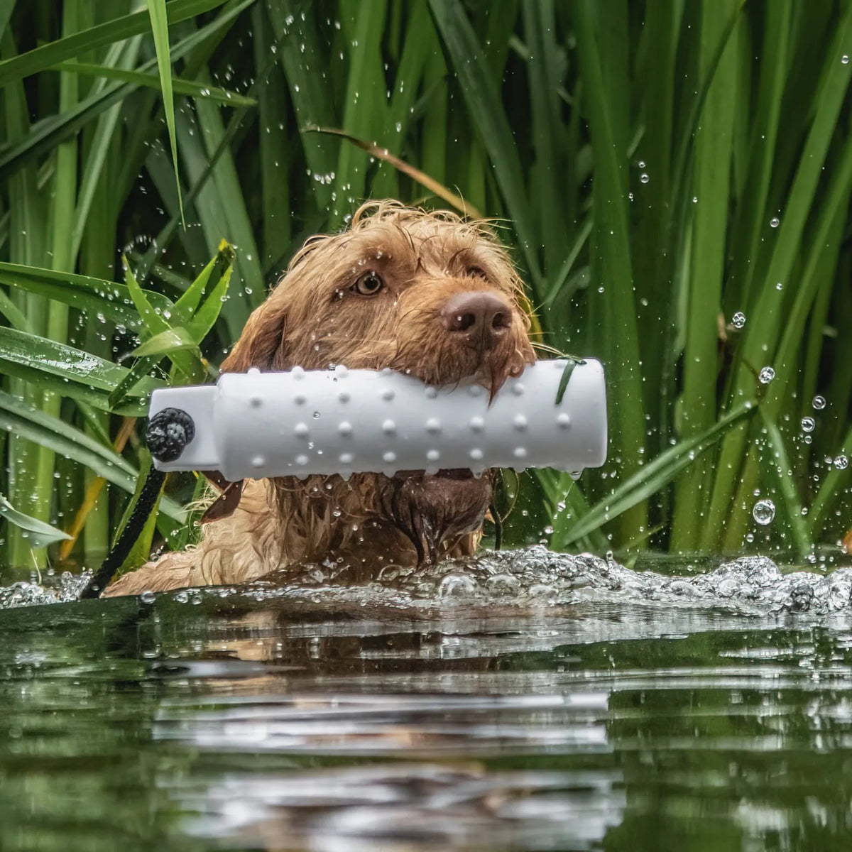 Dogs vs Hot Weather...