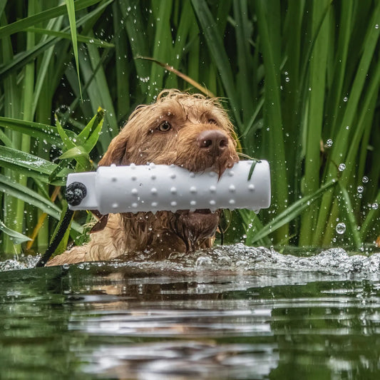 Dogs vs Hot Weather...
