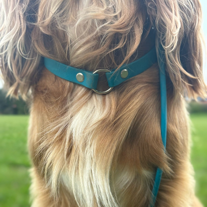 Explorer Tag Collar