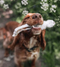 Hairy Rabbit Ears | 10 Pack