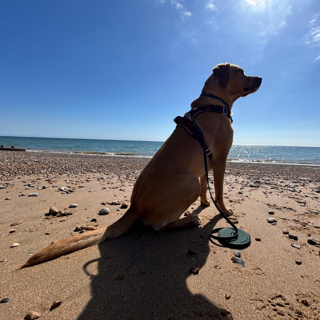 Pathfinder Biothane Longline for Dogs | Action Shot on Beach