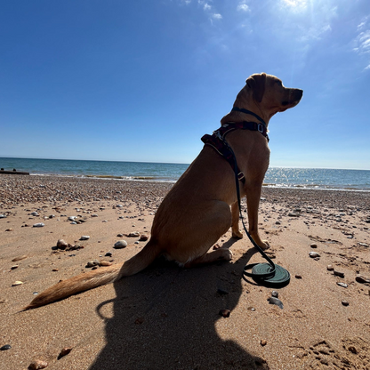 Pathfinder Biothane Longline for Dogs | Action Shot on Beach