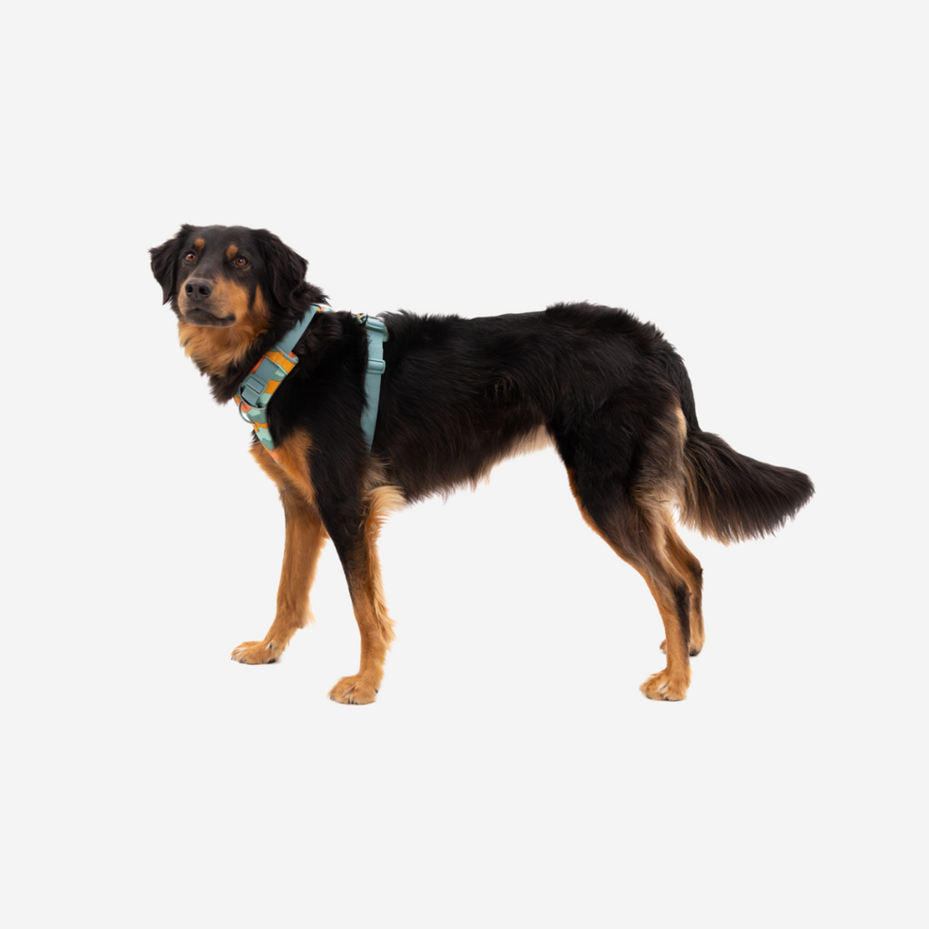 Ruffwear Front Range® Dog Harness