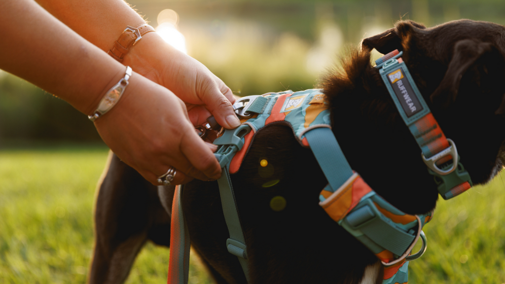Ruffwear Front Range™ Dog Collar
