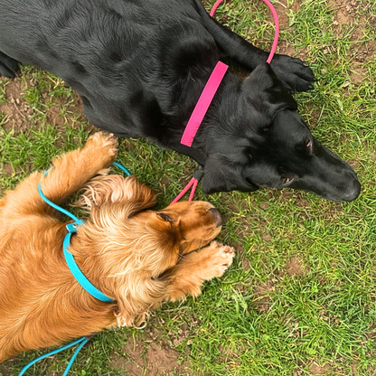 Explorer Tag Collar