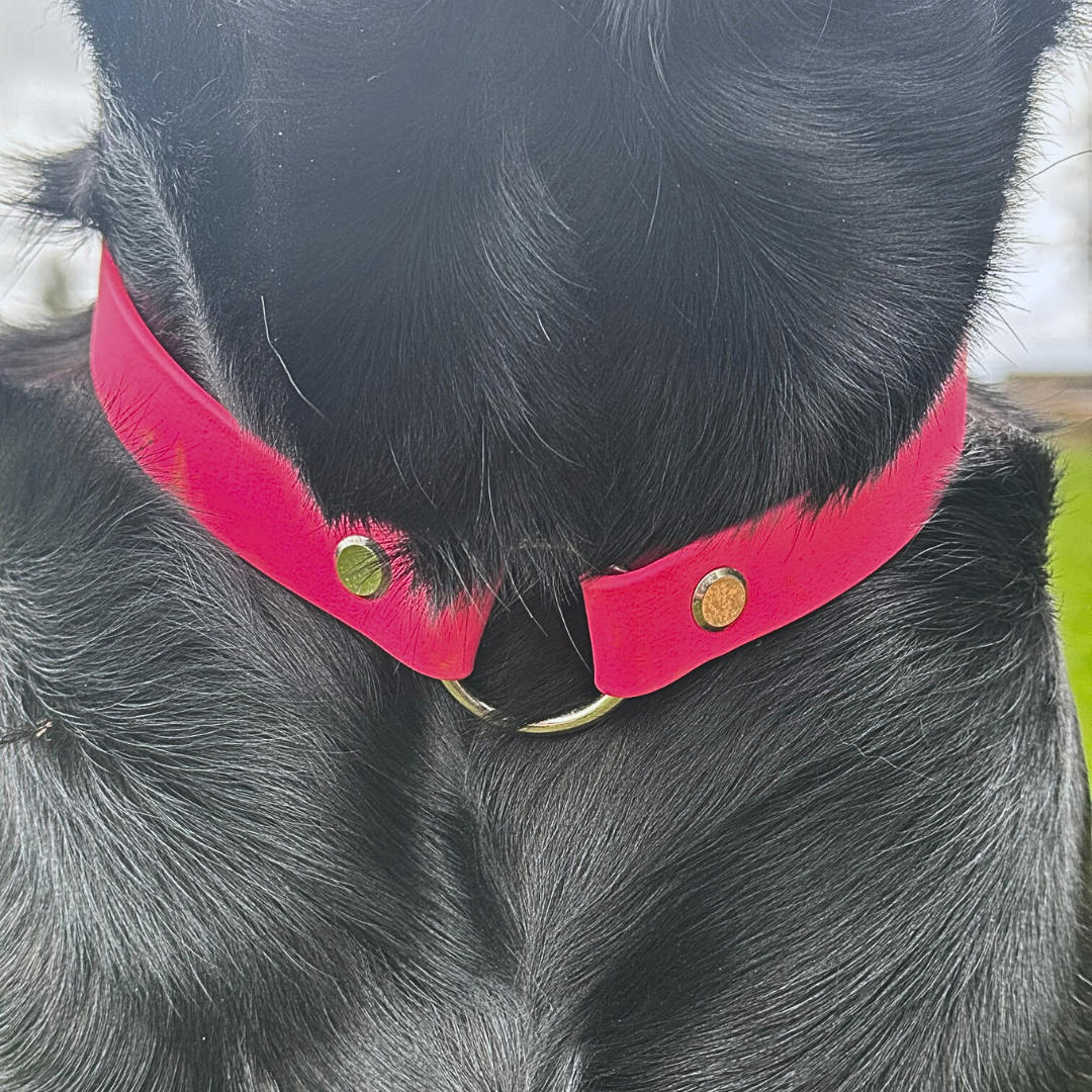 Explorer Tag Collar