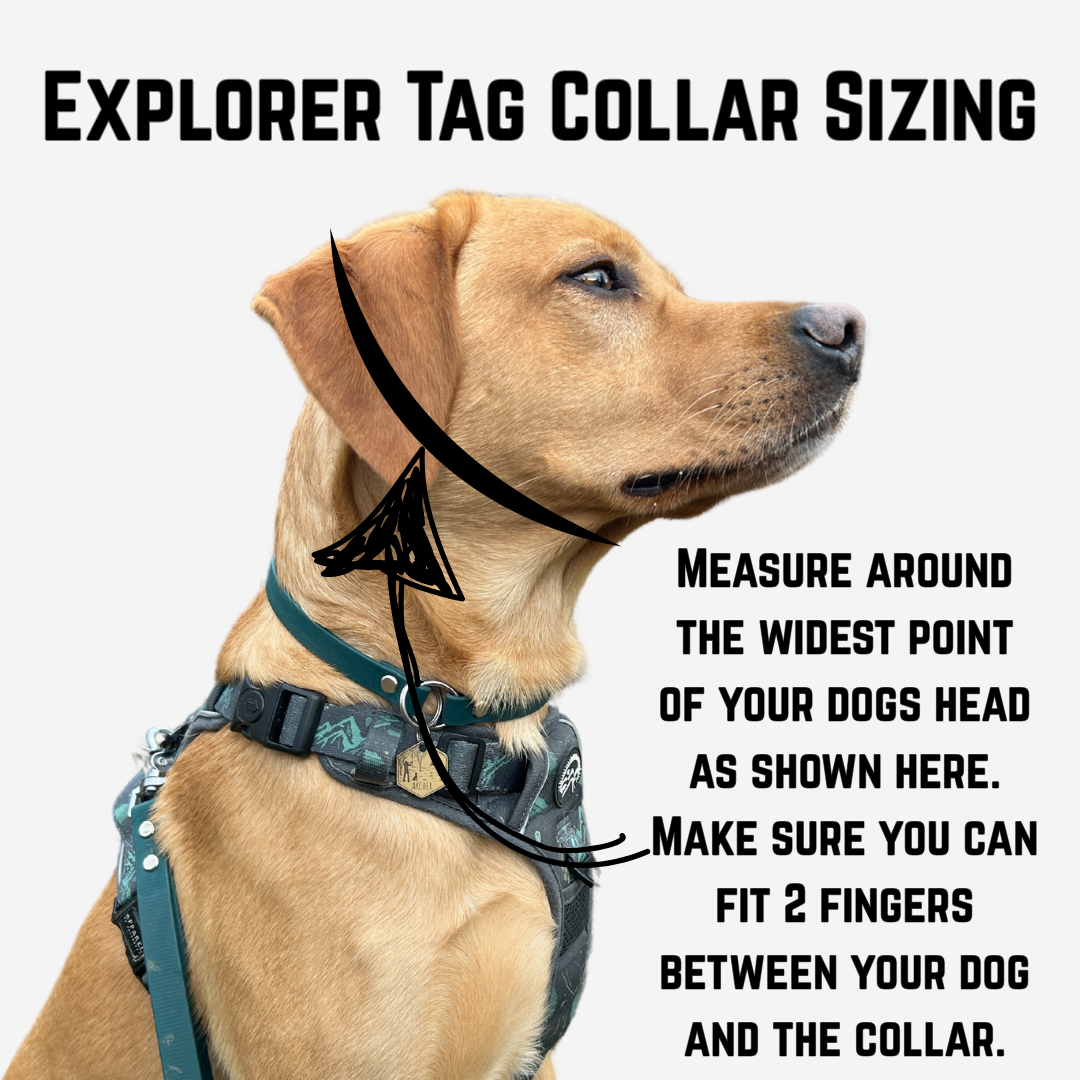 Explorer Tag Collar