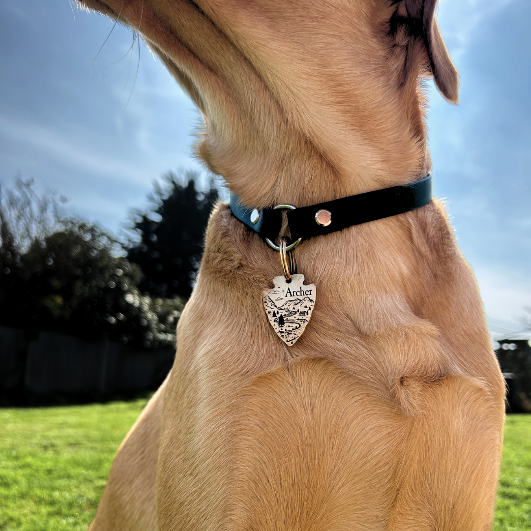 Explorer Tag Collar