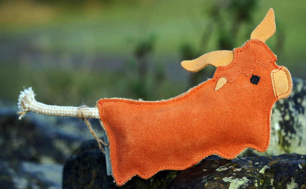 Hamish the Highland Cow