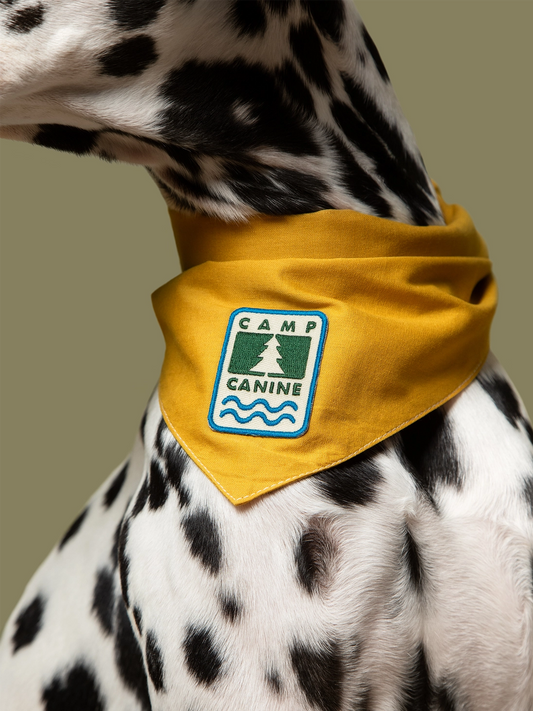 Camp Canine Iron On Patch