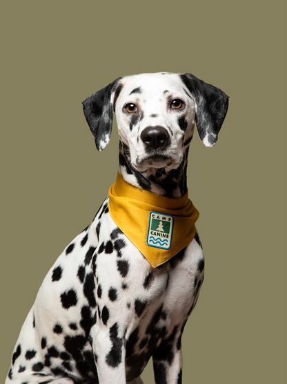 Camp Canine Iron On Patch