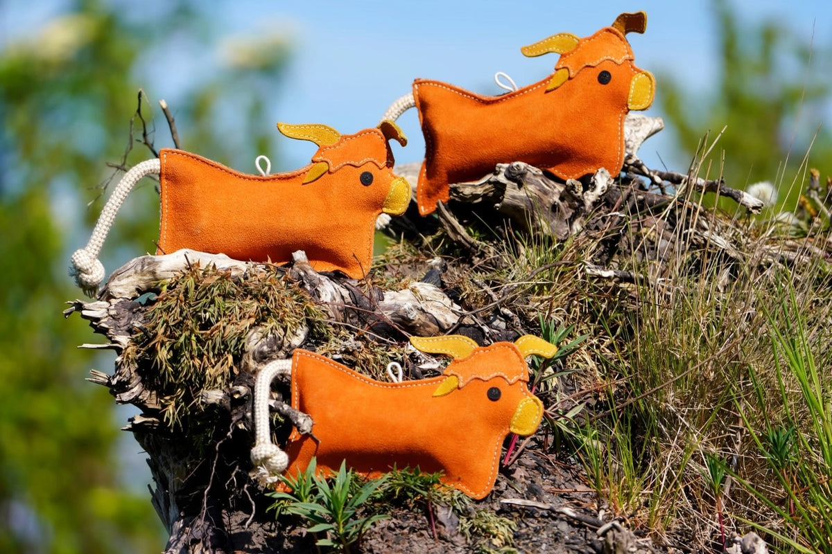 Hamish the Highland Cow