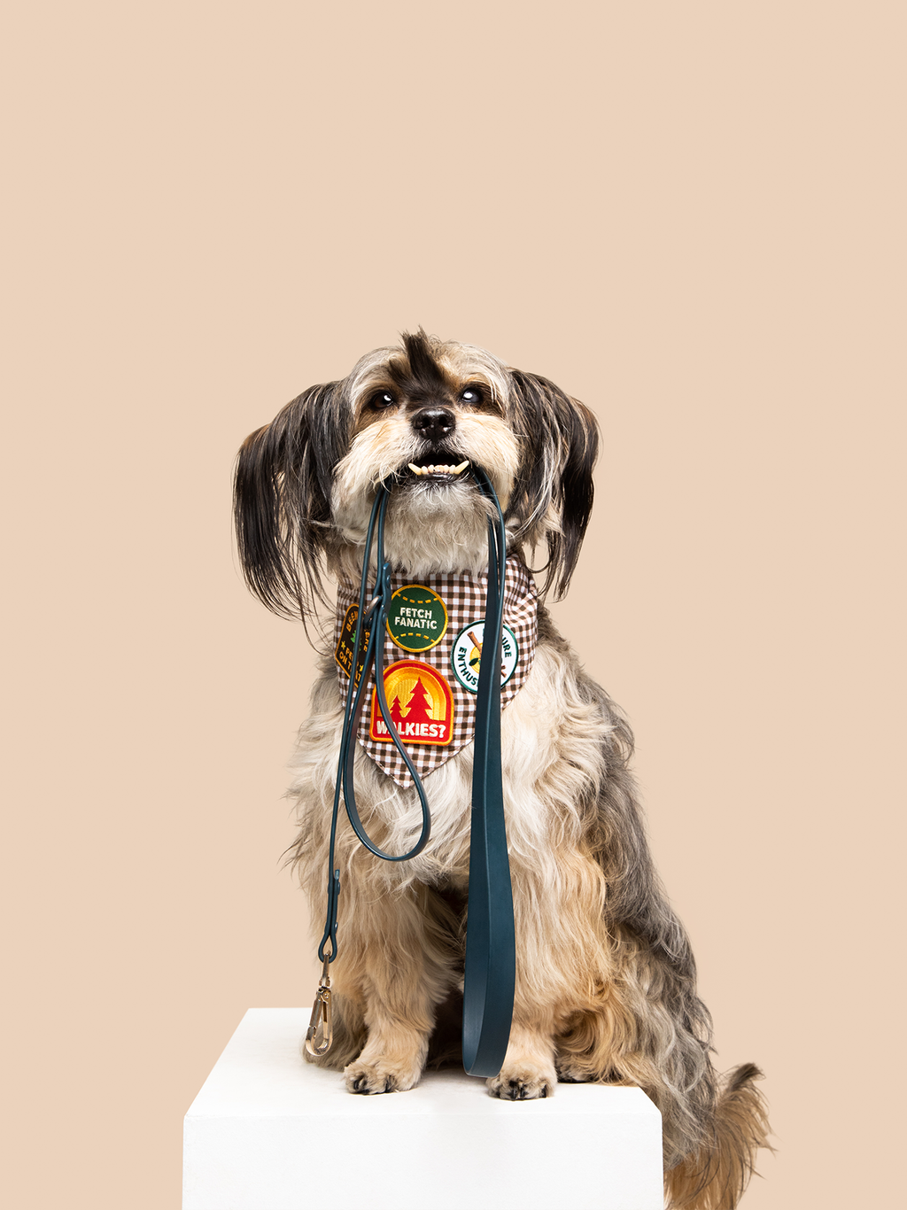 Walkies iron-on patch for dogs